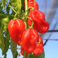 PEPERONCINO HABANERO ROSSO