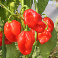 PEPERONCINO HABANERO ROSSO