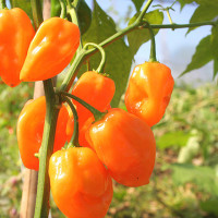 PEPERONCINO HABANERO ARANCIONE