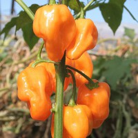 PEPERONCINO HABANERO ARANCIONE