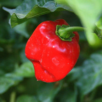 PEPERONCINO HABANERO ROSSO