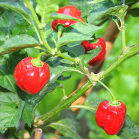 PEPERONCINO HABANERO ROSSO