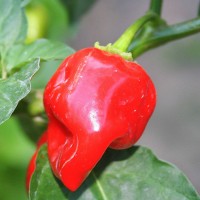 PEPERONCINO HABANERO ROSSO