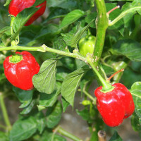 PEPERONCINO HABANERO ROSSO