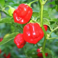 PEPERONCINO HABANERO ROSSO