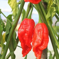 PEPERONCINO NAGA MORICH