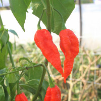 PEPERONCINO NAGA MORICH