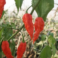 PEPERONCINO NAGA MORICH