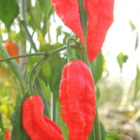 PEPERONCINO NAGA MORICH