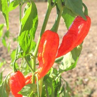 PEPERONCINO NAGA MORICH