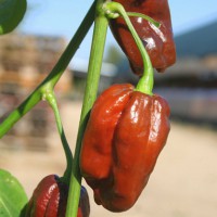 PEPERONCINO HABANERO CHOCOLATE