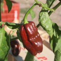 PEPERONCINO HABANERO CHOCOLATE