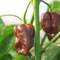 PEPERONCINO HABANERO CHOCOLATE