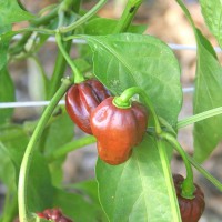 PEPERONCINO HABANERO CHOCOLATE BLACK CONGO