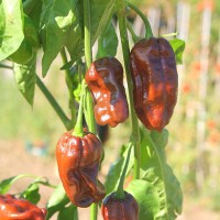 PEPERONCINO HABANERO CHOCOLATE LONG