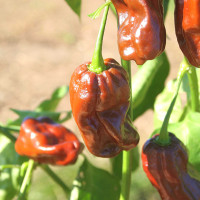 PEPERONCINO HABANERO CHOCOLATE LONG