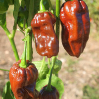 PEPERONCINO HABANERO CHOCOLATE LONG