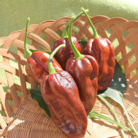 PEPERONCINO HABANERO CHOCOLATE