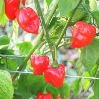 PEPERONCINO HABANERO RED SAVINA