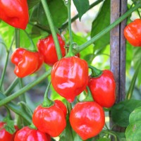 PEPERONCINO HABANERO RED SAVINA