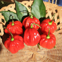 PEPERONCINO HABANERO RED CARIBBEAN