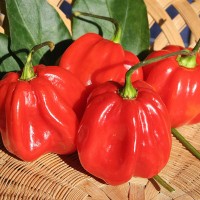 PEPERONCINO HABANERO RED CARIBBEAN