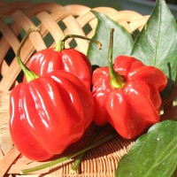 PEPERONCINO HABANERO RED CARIBBEAN