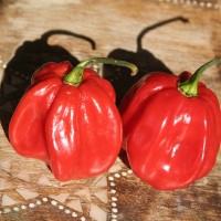 PEPERONCINO HABANERO RED CARIBBEAN