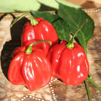 PEPERONCINO HABANERO RED CARIBBEAN