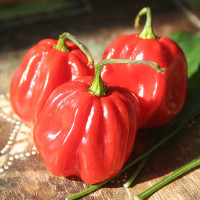 PEPERONCINO HABANERO RED CARIBBEAN