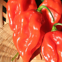 PEPERONCINO HABANERO RED LONG