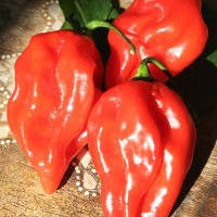 PEPERONCINO HABANERO RED LONG