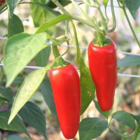 PEPERONCINO JALAPENO MESSICANO ROSSO