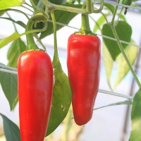 PEPERONCINO JALAPENO MESSICANO ROSSO