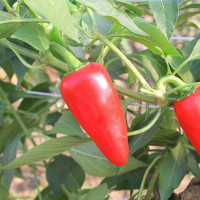 PEPERONCINO JALAPENO MESSICANO ROSSO