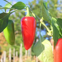 PEPERONCINO JALAPENO MESSICANO ROSSO