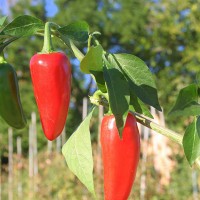 PEPERONCINO JALAPENO MESSICANO ROSSO