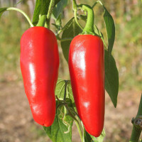 PEPERONCINO JALAPENO MESSICANO ROSSO