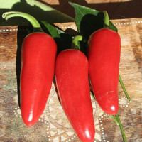 PEPERONCINO JALAPENO MESSICANO ROSSO