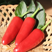 PEPERONCINO JALAPENO MESSICANO ROSSO