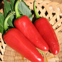 PEPERONCINO JALAPENO MESSICANO ROSSO