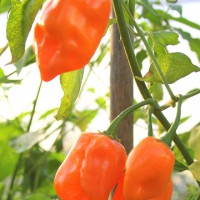 PEPERONCINO HABANERO ARANCIONE