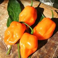 PEPERONCINO HABANERO ARANCIONE