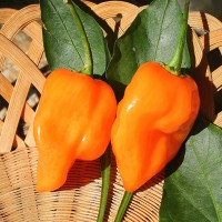 PEPERONCINO HABANERO ARANCIONE