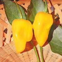 PEPERONCINO HABANERO ARANCIONE