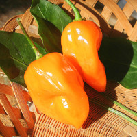 PEPERONCINO HABANERO ARANCIONE