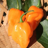 PEPERONCINO HABANERO ARANCIONE