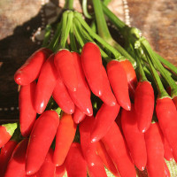 PEPERONCINO ETNA