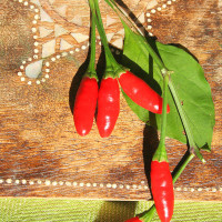 PEPERONCINO DIAVOLICCHIO