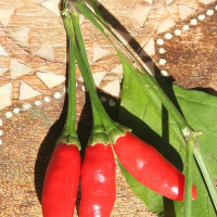 PEPERONCINO DIAVOLICCHIO